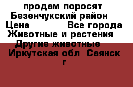 продам поросят .Безенчукский район  › Цена ­ 2 500 - Все города Животные и растения » Другие животные   . Иркутская обл.,Саянск г.